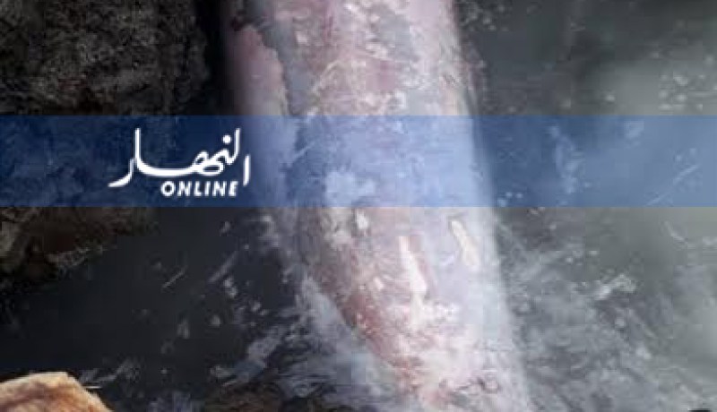 عين تموشنت: أمواج البحر تلفظ دلفينا ميتا بطول يقارب المترين بميناء مداغ