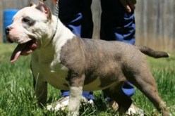 حجز 7 كلاب ''بيتبول''، سيوف وقارورات غاز بأحد المساكن في العاصمة