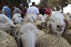 وزارة الفلاحة تتخذ اجراءات وقائية من أجل “عيد بدون كيس مائي”