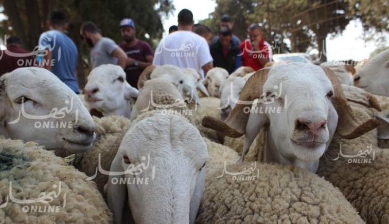 وزارة الفلاحة تتخذ اجراءات وقائية من أجل “عيد بدون كيس مائي”