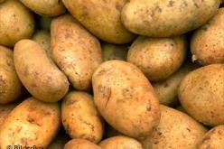 أسعار البطاطا ستنخفض نهاية الشهر الجاري
