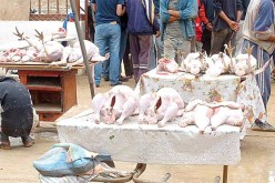 توقيف 10 أشخاص وحجز 15 قنطارا من لحوم الديك الرومي في باتنة   