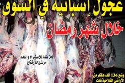 عجول إسبانية في السوق خلال شهر رمضان