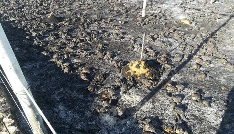 الوادي: خسائر معتبرة في احتراق كلي لبيت بلاستيكي مخصص لتربية الدواجن