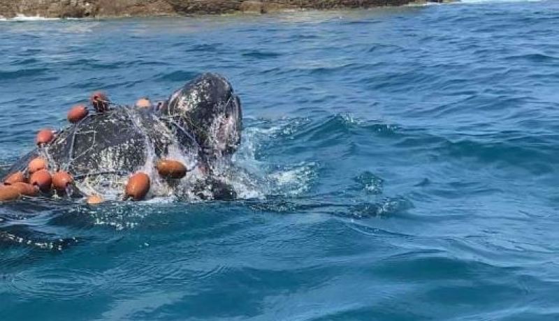 سكيكدة: الحماية المدنية تنقذ سلحفاة عملاقة عالقة في شباك الصيادين
