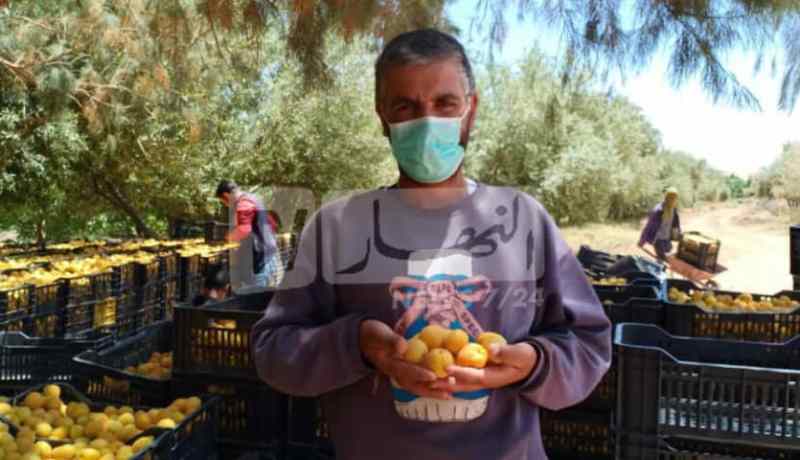بداية جني فاكهة المشمش ببلدية جنين بورزق بولاية النعامة