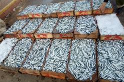 مستغانم: وفرة في منتوج السردين وسعره لا يتجاوز 250 دج