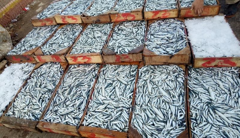 مستغانم: وفرة في منتوج السردين وسعره لا يتجاوز 250 دج