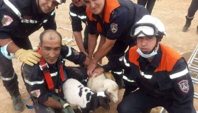 بالصور.. إنقاذ حملين بعد سقوطهما في بئر بتيبازة