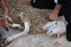 زبدي يدعو إلى تقطيع أضحية العيد بالمنزل لتفادي نقل عدوى كورونا