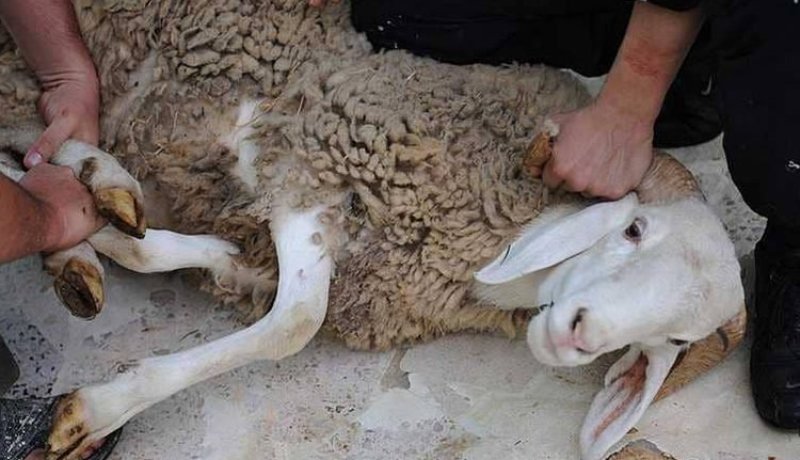 زبدي يدعو إلى تقطيع أضحية العيد بالمنزل لتفادي نقل عدوى كورونا