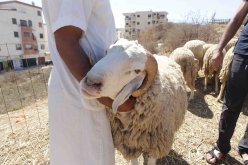 عيد الأضحى.. وزارة الصحة تدعو الى احترام التدابير الوقائية خلال عملية النحر في ظل كورونا