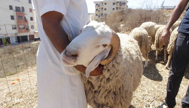 تبسة: هذا موعد انطلاق صلاة عيد الأضحى وشعيرة الذبح