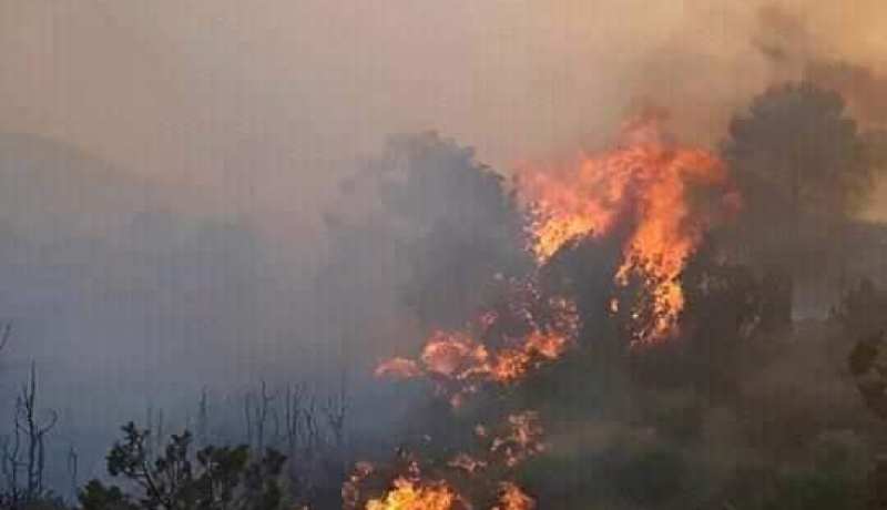 المسيلة.. حريق بغابة الزعفرانية بجبل مغنية
