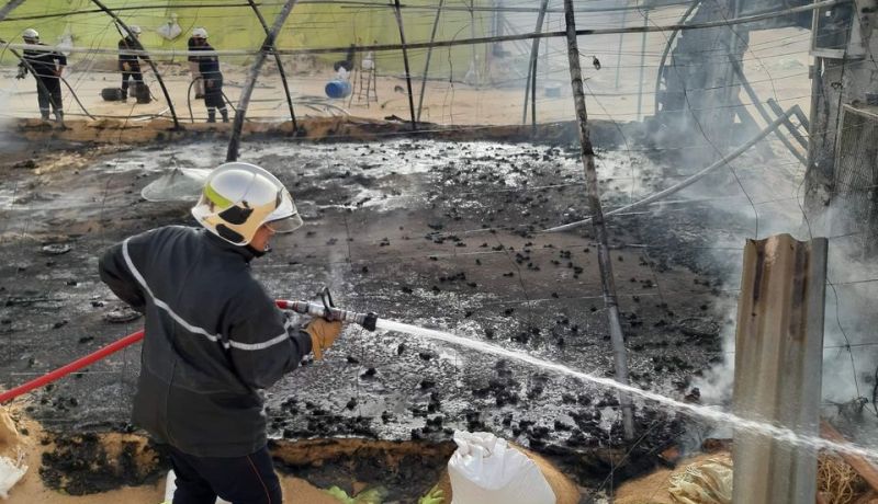 الوادي: نفوق مئات الدواجن خلال حريق بيت بلاستيكي