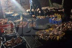 الشلف: حجز قنطار و37 كلغ من الدجاج الفاسد بأم الدروع