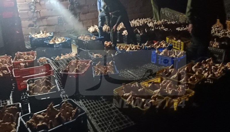 الشلف: حجز قنطار و37 كلغ من الدجاج الفاسد بأم الدروع