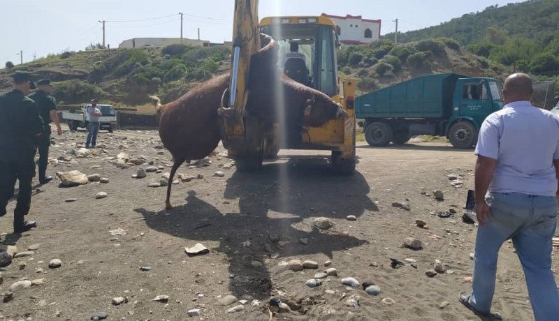 الشلف: أمواج البحر تلفظ ثورا ضخما