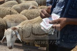 الجزائرية للحوم الحمراء: أضاحي العيد ابتداء من 3.2 مليون