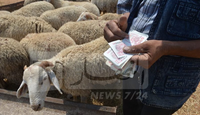 تسويق أضاحي العيد بداية من هذا السبت
