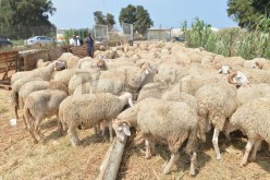 وزارة الفلاحة تحصي 665 نقطة لبيع الأضاحي عبر التراب الوطني