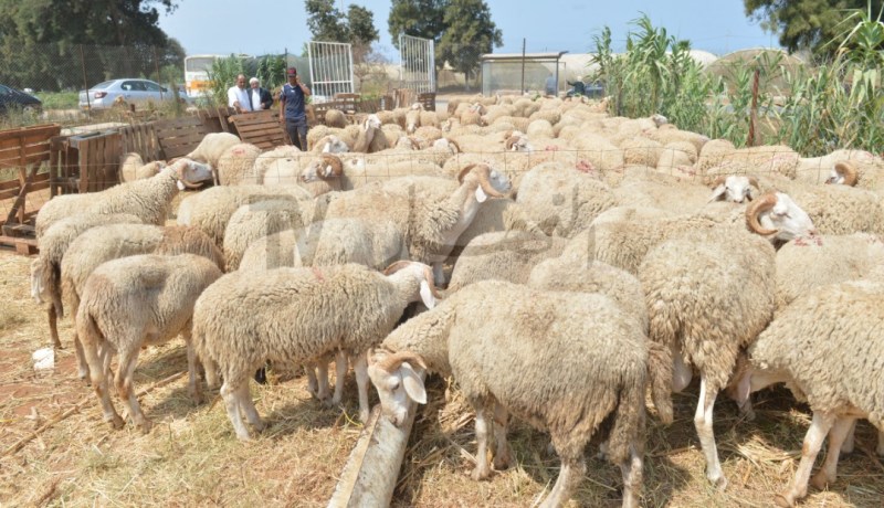 وزارة الفلاحة تحصي 665 نقطة لبيع الأضاحي عبر التراب الوطني