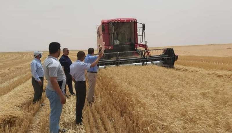 حاسي مسعود: إنطلاق عملية الحصاد والدرس بمختلف المستثمرات الفلاحية