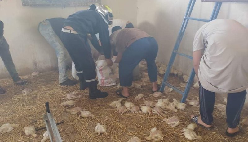 الشلف: حريق اسطبل يأتي على أزيد من 500 صوص