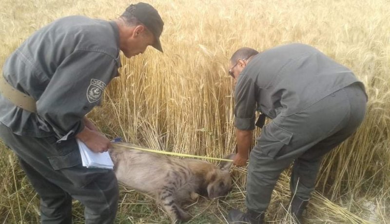 سيدي بلعباس: العثور على ضبع مخطط ميتا على حافة الطريق