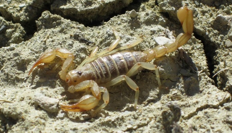 البويرة: تعرض شاب للسعة عقرب بتيكجدة