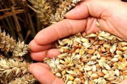 الجزائر تشتري 150 ألف طن من الشعير