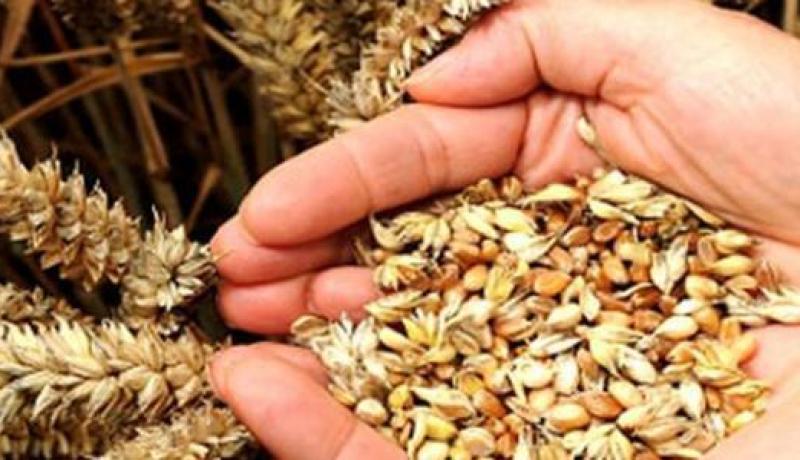 الجزائر تشتري 150 ألف طن من الشعير