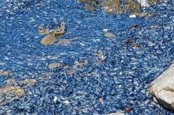 مخلوقات غريبة تغزو سواحل نيوزيلندا