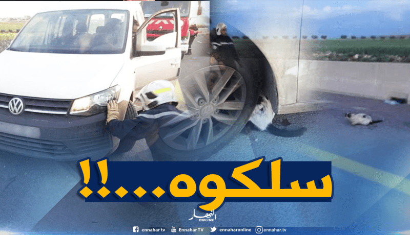 بالصور.. إنقاذ قط علق في محرك سيارة بسيدي بلعباس