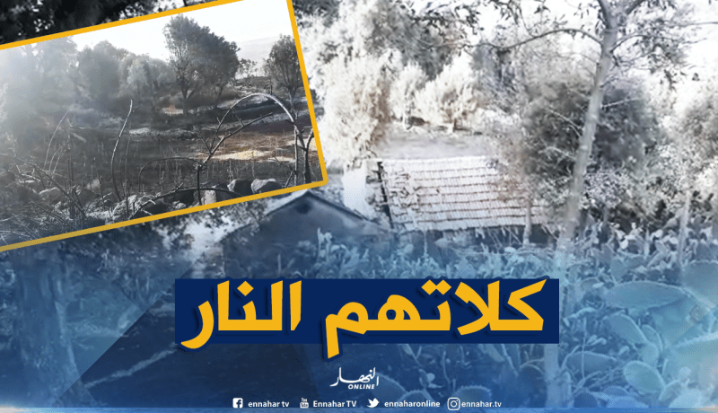 النيران تلتهم غابات البلوط والزيتون والكروم بتسدان حدادة في ميلة