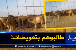 مربو الإبل بالوادي يعانون بعد حجز أزيد من 100 رأس من طرف الفلاحين!