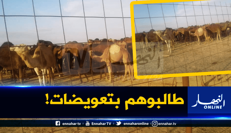 مربو الإبل بالوادي يعانون بعد حجز أزيد من 100 رأس من طرف الفلاحين!