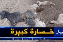 كلاب ضالة تقضي على أكثر من 20 رأسا من الغنم في إليزي