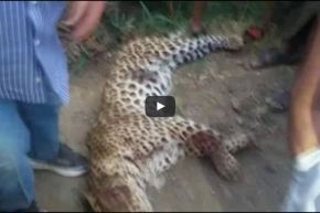 بالفيديو.. سكان ينتقمون من نمر إفترس طفلة في مصر