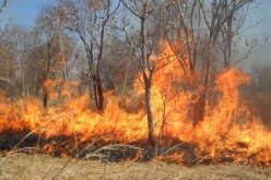 إتلاف حوالي 1.360 هكتار جراء 25 حريقا مند جوان الماضي في تلمسان