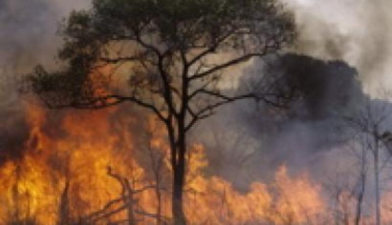 حريق يلتهم اكثر 1.5 هكتار من الاشجار و القمح في مستغانم