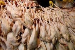 حجز 6 قناطير من اللحوم البيضاء فاسدة في تيسمسيلت