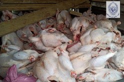 أم البواقي: حجز أزيد من 8 قناطير من اللحوم البيضاء غير صالحة للاستهلاك البشري