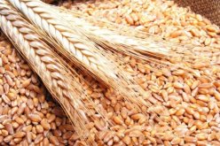 500 ألف قنطار حبوب وزعت على المطاحن خلال اليومين الأخيرين