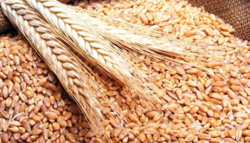 500 ألف قنطار حبوب وزعت على المطاحن خلال اليومين الأخيرين