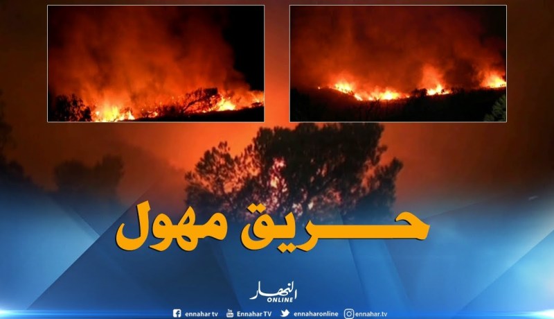 مستغانم: حريق غابة يأتي على هكتارين من أشجار الكاليتوس والصنوبر