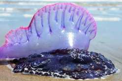 وزارة البيئة: رصد 31 عينة من قنديل البحر البرتغالي السام بـ 8 ولايات