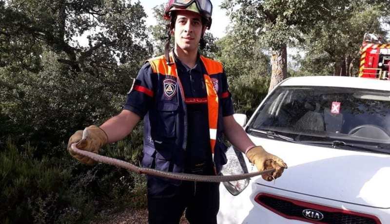 قالمة: القضاء على ثعبان عثر عليه داخل سيارة إحدى المواطنين