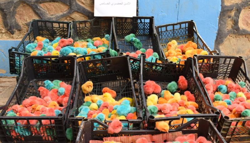 الشلف: ضبط شخصين يبيعان 1700 صوص ملون موجه للبيع بطريقة غير قانونية