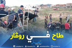 بالصور..إنقاذ عِجل سقط بقناة صرف صحي في تبسة